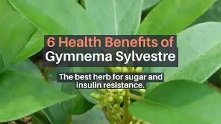 6 Health Benefits of Gymnema Sylvestre |  What is gymnema?