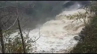 The power of the Dodder!