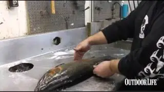 How to Wrap a Fish for a Skin Mount