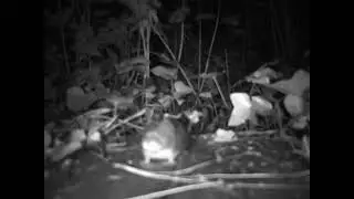 Bank Vole (Myodes glareolus)