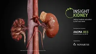 INSIGHT KIDNEY