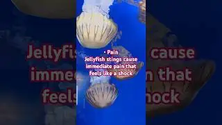 How jellyfish sting can affect your body #jellyfish #stings #sea #underthesea #dangerous #subscribe