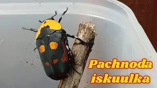 Pachnoda iskuulka breeding box #insects #pachnoda #pachnoda iskuulka #breeding box