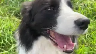 A trio of Border Collies at the self serve salad bar.
