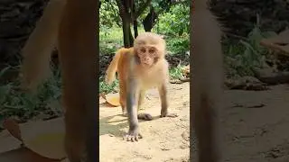 Fun Moments With a Cute Baby Monkey 🐒😄