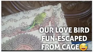 Our Love bird escaped from cage & see its atrocities before it got caught😅Just for fun video😊
