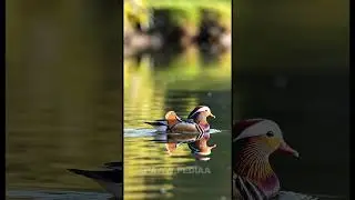 Mandarin duck#shorts #animals