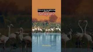 What are the top sightseeing placs in Solapur? | Travel Aashiq #ytshorts