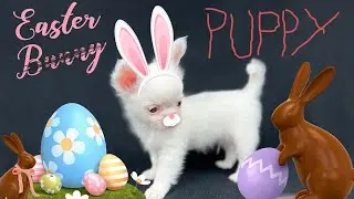 MY CHIHUAHUAS GO EASTER EGG HUNTING! With a magical Easter Puppy