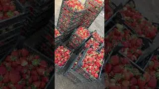 Клубника. , свежая клубника #farming #agriculture #automobile