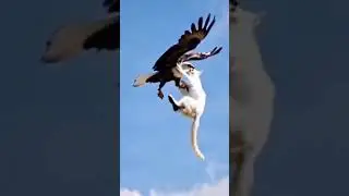 Wild Encounter Gone VIRAL: Eagle's Surprise Attack on Fluffy Feline! #eagle  #attack