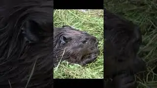 Beaver eating grass