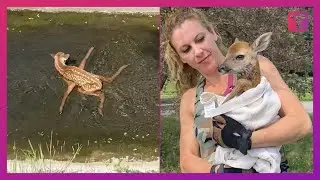 Woman Rescues Fawn Trapped In Drain Culvert