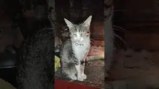 Oereo #msjelly #cat #music #nature