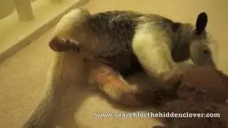 Save the Sloths, Love an Anteater!