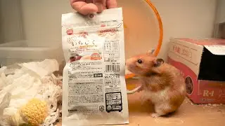 Yシャツのポケットにゴンちゃんがいました