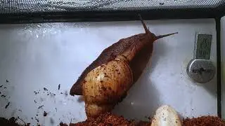 Giant African Land Snail Timelapse - Act 11