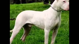Top 10 best breeds for family's with kids