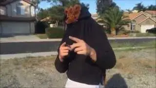 Wild Bear in its natural habitat