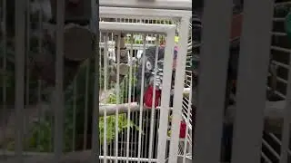 A bird that meows and some plant shopping