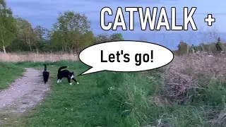 Temperamental cats going to the lake at sunset