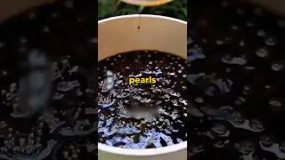 Most People Don&rsquo;t Know This about Black Pearls