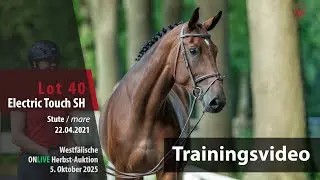 ONLIVE Herbst-Auktion Trainingsvideo Lot40Electric Touch SH Stute v.Emerald vh Ruytershof-Sandro Boy