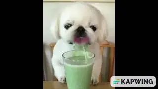 Pets eating #peteating