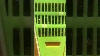 Caged honey bees trying a prison break !#beekeeping