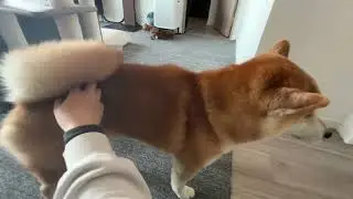 まあまあ気持ちの入ったお出迎え