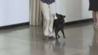 New dog show breeds are Mudi, Russian Toy