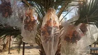 Processing dates