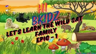 Let's Learn the Wild Cat Family Epic -1 || BKidz || Wild Animal ||