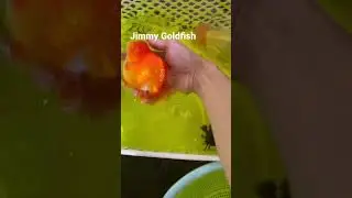 Short tail oranda small to Jumbo