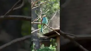 Coracias bird