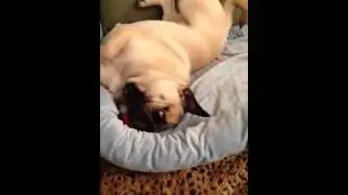 Content pug