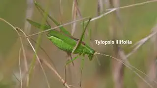 Tylopsis lilifolia -- Lilienblatt-Sichelschrecke