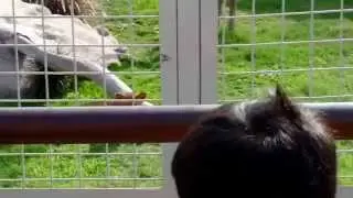 Leones - Felinario Parques de Las Leyendas de Lima