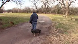 blue heeler nervous aggression work
