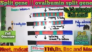 split gene | ovalbumin split gene of hen | molecular biology