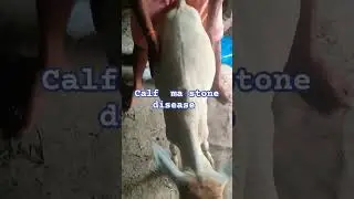 #Calf stone#shortvideo #farming #dairyanimals #animals #animals#subscribe #support #animals #short