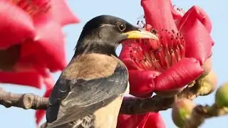 Rosy Starling on the Red Silk Cotton Tree Video गुलाबी मैना (Credit: Ravi Dumpala)