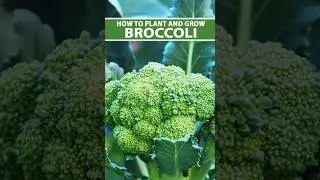 Broccoli Cultivation 🥦 #Shorts #farming #broccoli