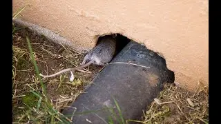 How to Get Rid of Mice FAST (NJ) | Silver Bullet Pest Control