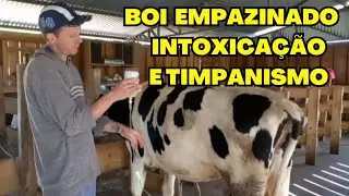 Com Esse Tratamento Você não Vai Perder sua Vaca/Remédio Natural para Empanzinamento e intoxicação