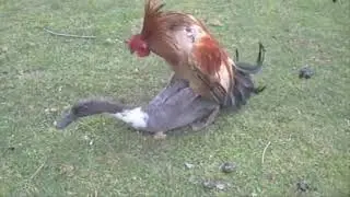 Amazing Chicken and Duck mating - Duck and Chicken meeting on garden