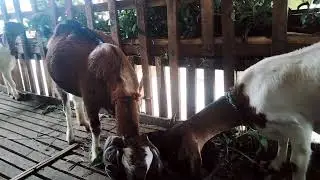 Habis makan rumput hijauan langsung di kombor kambing nya  biar kambing cpat gemuk 
