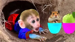 Monkey Baby Tun Tun looking for treasure and play with hamster Maze