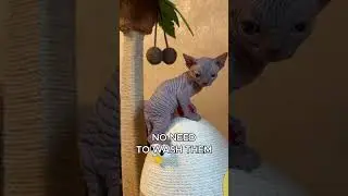 This &ldquo;Alien&rdquo; Is Actually a Cat! Sphynx Kitten Surprise! #sphynx #catbreed #cutecat #catlovers #usa
