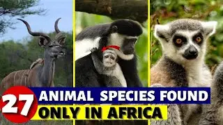 27 Animal Species Found Only In Africa